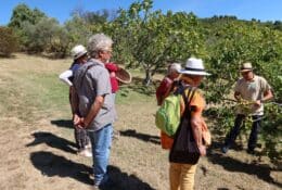 Visiteurs figuiers