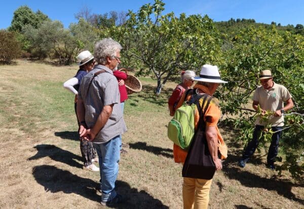 Visiteurs figuiers