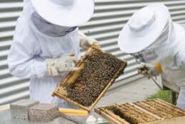 Stage  » les différents traitements des abeilles et de la ruche »