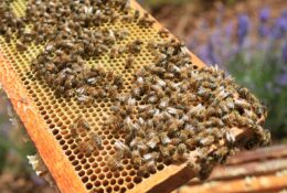 Stage en apiculture « Préparation de l&rsquo;hivernage »
