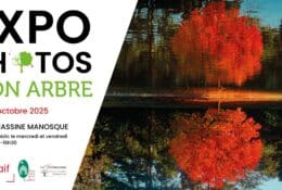 Exposition de photos : Mon arbre