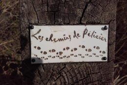 Sortie buissonnière " Forêt de Pélicier, un concentré de biodiversité"_Manosque